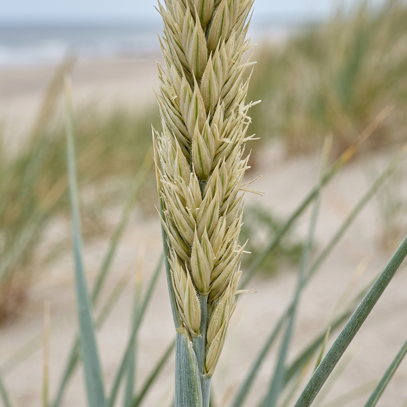 Strandhafer