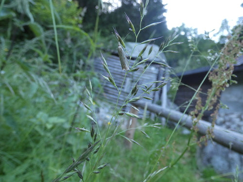 Streifen-Graszünsler — Bild 3