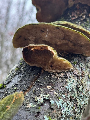 Striegelige Tramete — Bild 3