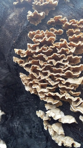 Striegeliger Schichtpilz — Bild 4 von 9