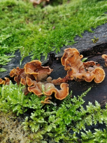 Striegeliger Schichtpilz — Bild 5 von 9
