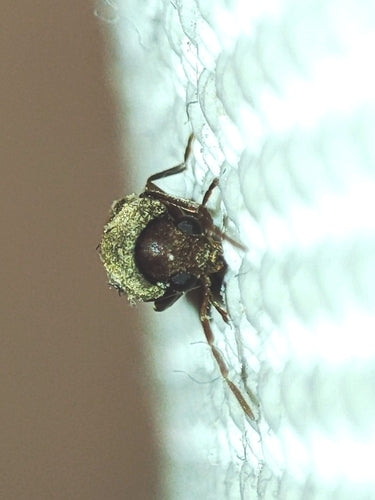 Südlicher Nagekäfer — Bild 2 von 3