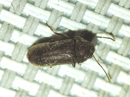 Südlicher Nagekäfer — Bild 1 von 3
