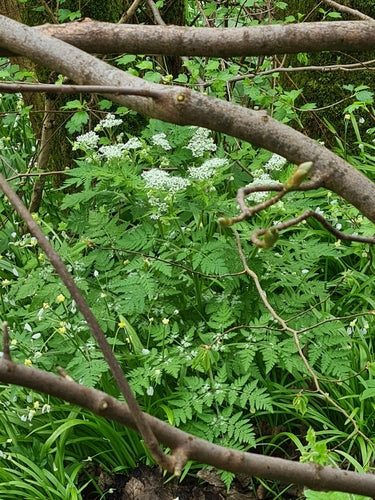 Suessdolde — Bild 3