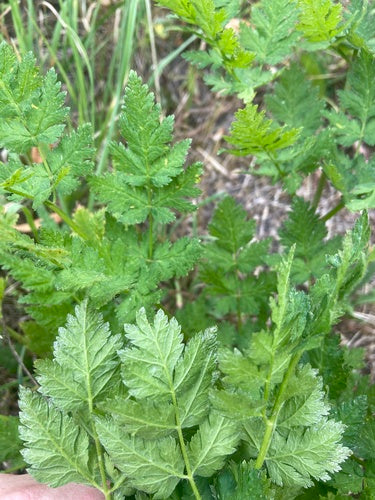 Suessdolde — Bild 2