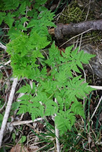 Suessdolde — Bild 4