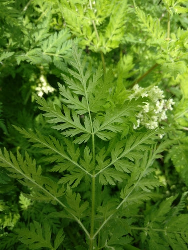 Suessdolde — Bild 5