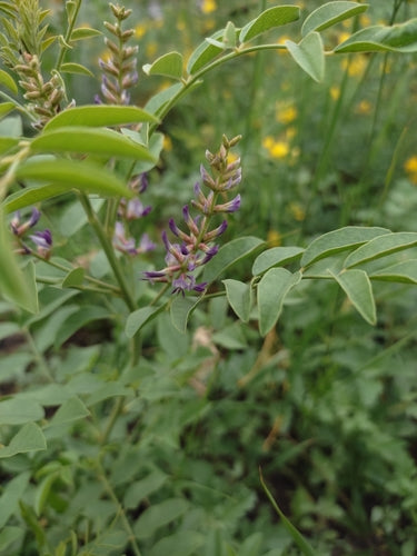 Suessholz — Bild 4
