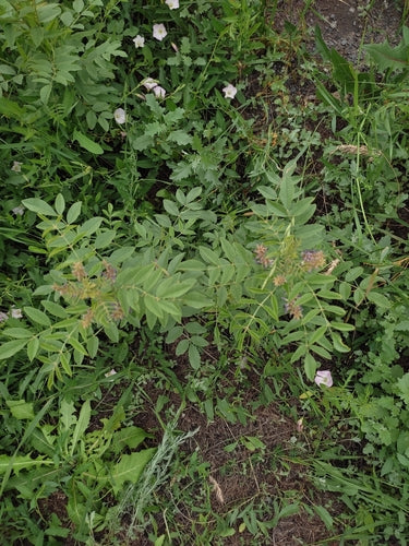 Suessholz — Bild 3