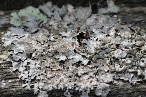 Sulcatflechte — Bild 5 von 12