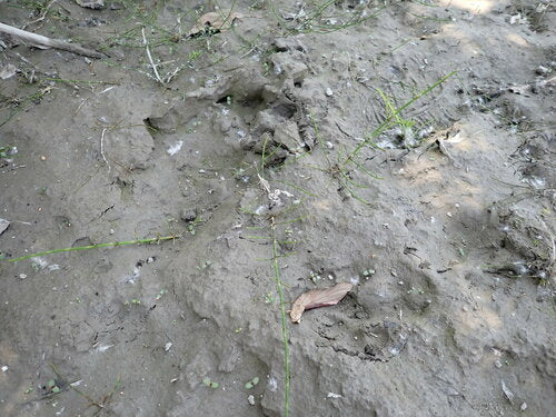 Sumpf-Schachtelhalm — Bild 5 von 9