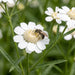 Blüte von Sumpf-Schafgarbe (Achillea ptarmica) in Nahaufnahme (KI-generiert)