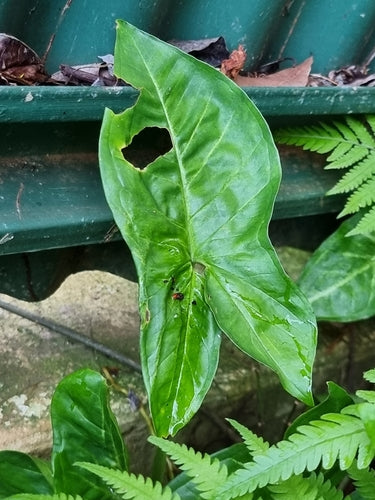 Syngonium — Bild 5