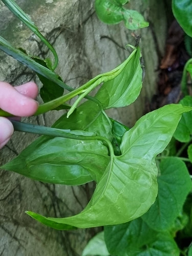 Syngonium — Bild 4
