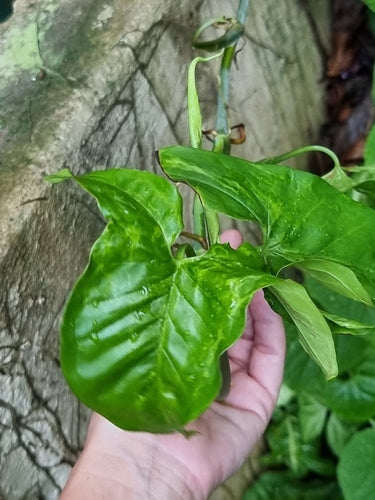 Syngonium — Bild 3