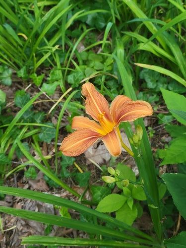 Taglilien — Bild 5 von 12