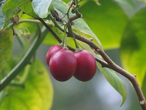 Tamarillo — Bild 1