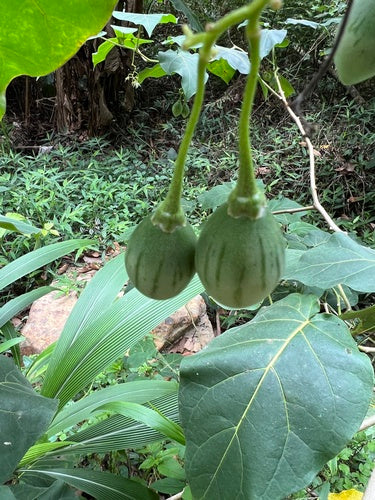 Tamarillo — Bild 3