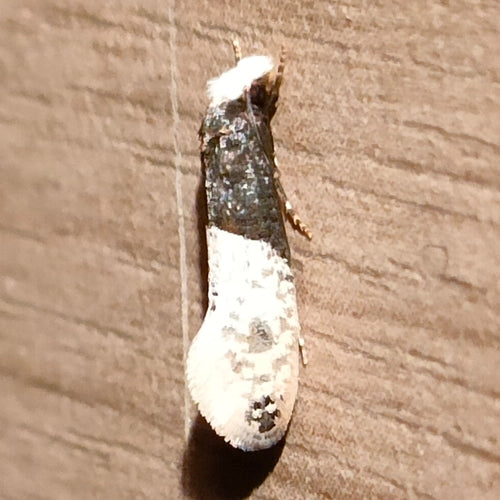Tapetenmotte — Bild 1