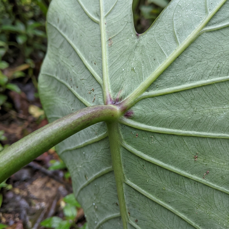 Taro (Echter Taro) (Colocasia esculenta), KI-Illustration