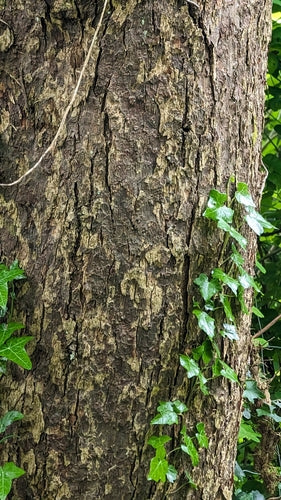 Taschentuchbaum — Bild 3