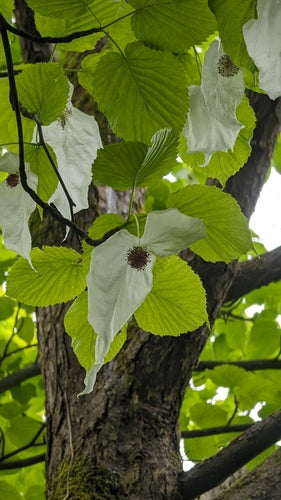 Taschentuchbaum — Bild 2