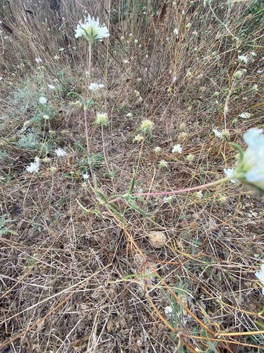 Tauben-Skabiose — Bild 4 von 6
