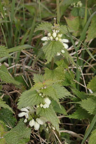 Taubnessel — Bild 5