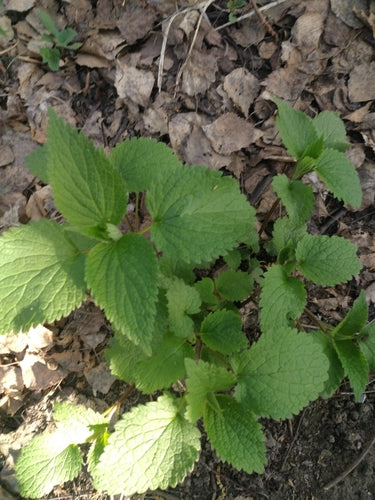 Taubnessel — Bild 3