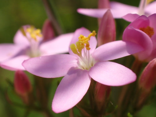 Tausendgueldenkraut — Bild 5