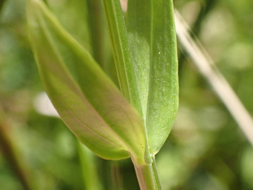 Tausendgueldenkraut — Bild 4
