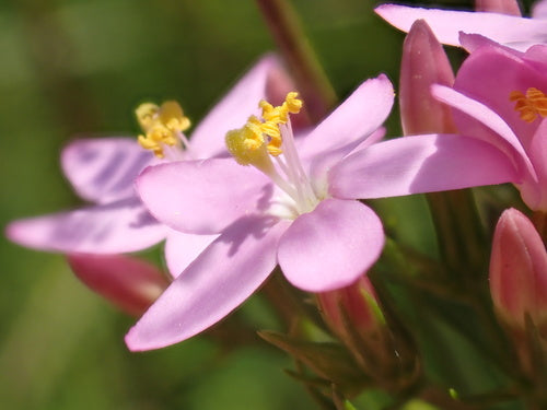 Tausendgueldenkraut — Bild 3