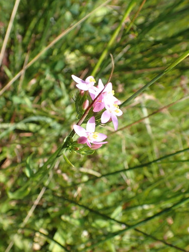 Tausendgueldenkraut — Bild 2
