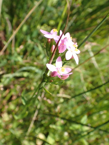 Tausendgueldenkraut — Bild 1