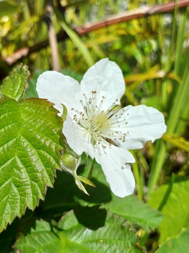 Taybeere — Bild 4