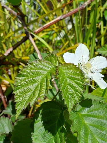 Taybeere — Bild 3