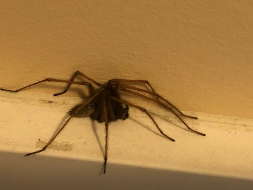 Tegenaria Atrica — Bild 4