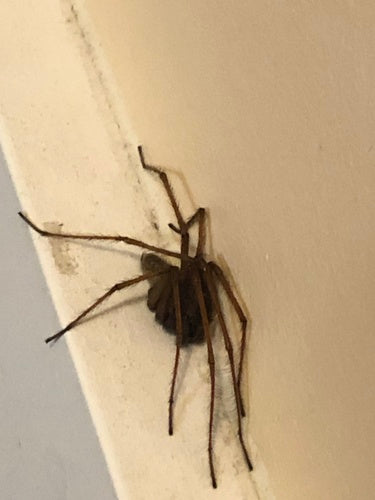Tegenaria Atrica — Bild 5