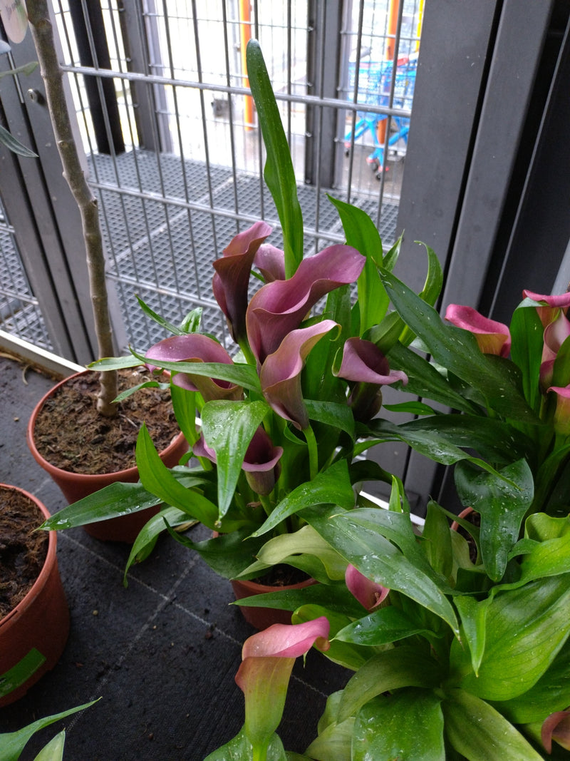 Calla — Bild 1