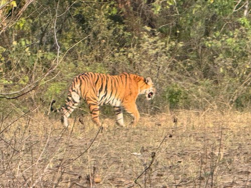 Tiger — Bild 5