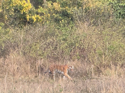 Tiger — Bild 4