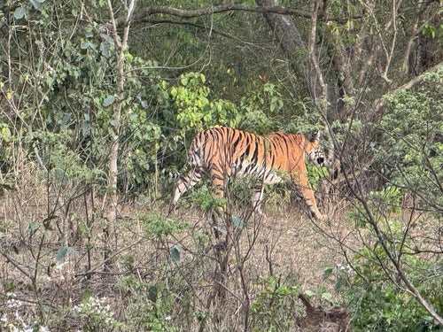 Tiger — Bild 3