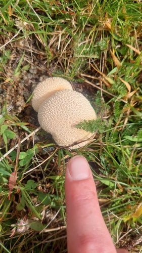 Topf-Stäubling — Bild 3 von 9