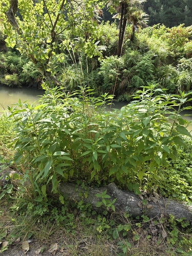 Topinambur — Bild 2