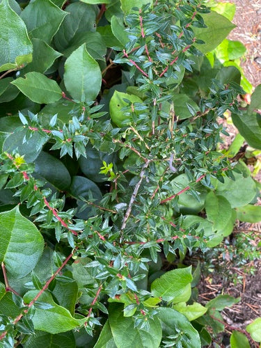 Torfmyrte — Bild 4