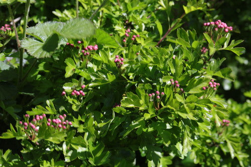 Traenendes Herz — Bild 5