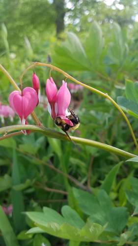 Traenendes Herz — Bild 3