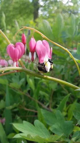 Traenendes Herz — Bild 2
