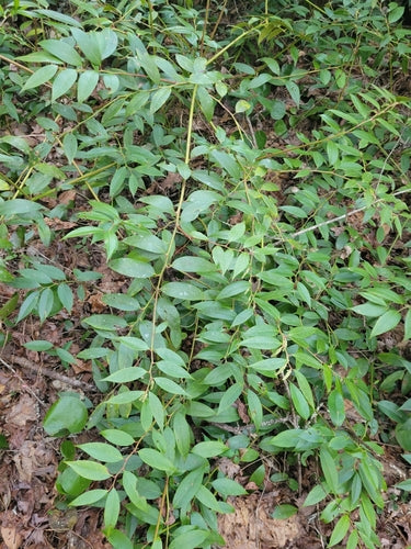 Traubenheide — Bild 3
