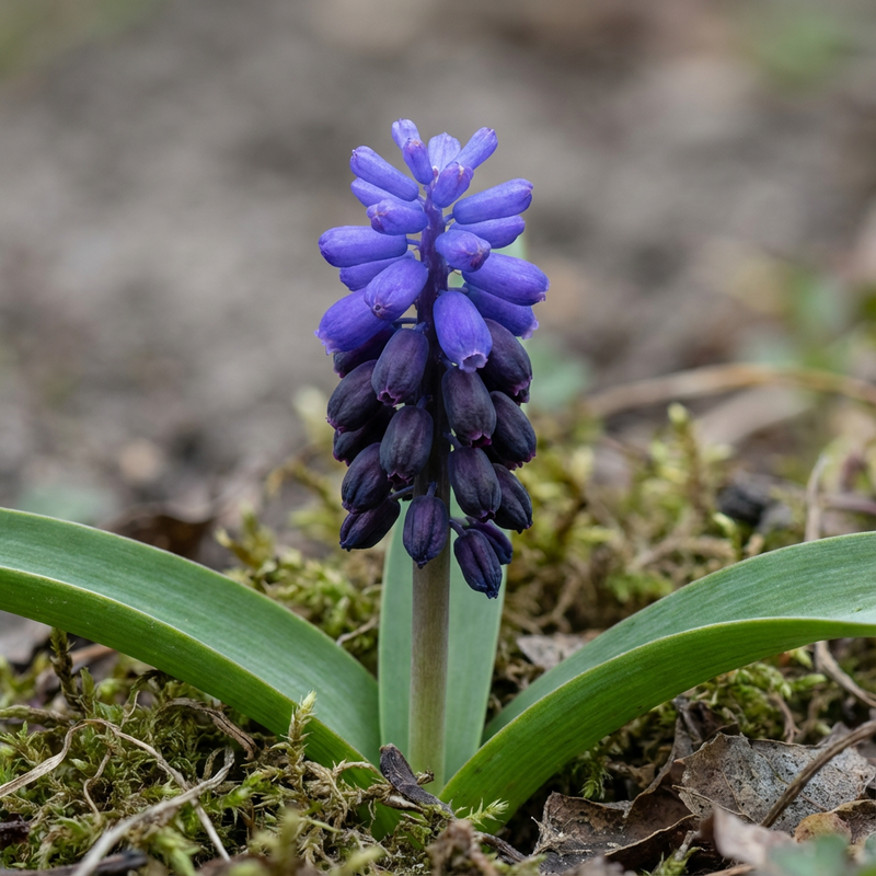 Traubenhyazinthe